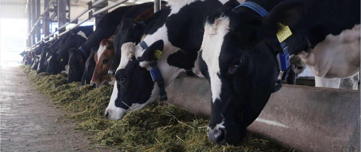 1500 con bò sữa cao sản, đàn bò được nhập khẩu từ New Zealand, vì vậy chất lượng sản phẩm tạo ra luôn được đảm bảo ở mức cao nhất.